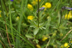 Viola lutea lutea