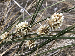 Lomandra leucocephala