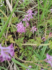 Corydalis edulis