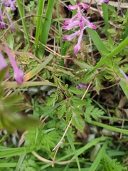 Corydalis edulis