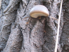 Pleurotus calyptratus