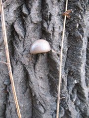 Pleurotus calyptratus