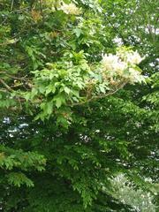 Fraxinus ornus ornus