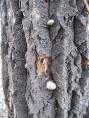 Pleurotus calyptratus
