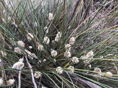 Lomandra leucocephala