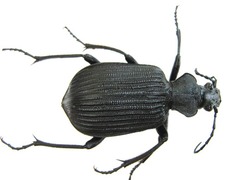 Calosoma planicolle