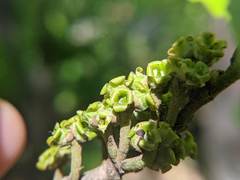 Hamamelis virginiana
