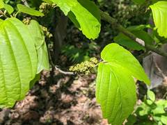 Hamamelis virginiana