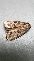 Ectopatria clavigera