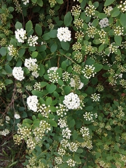 Spiraea betulifolia