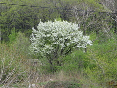 Pyrus ussuriensis