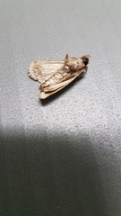 Ectopatria clavigera