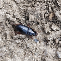 Harpalus