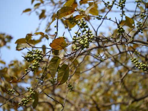Mountain fig (Ficus virens)