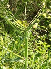 Sonchus arvensis uliginosus