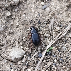 Harpalus