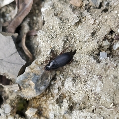 Harpalus