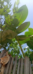 Calotropis procera