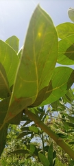 Calotropis procera image