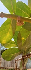 Calotropis procera