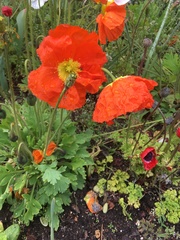 Papaver