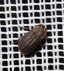 Trox scaber