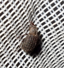 Trox scaber