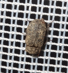 Trox scaber