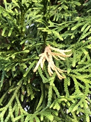 Pestalotiopsis funerea