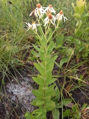 Sericocarpus tortifolius