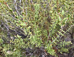 Melaleuca acuminata