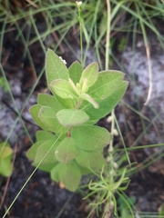 Sericocarpus tortifolius