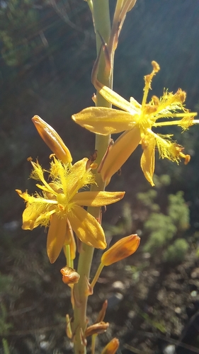 Bulbine cepacea (Bulbine cepacea)