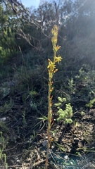 Bulbine cepacea