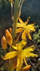 Bulbine cepacea