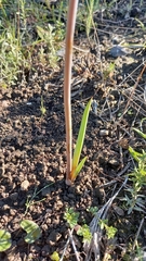 Bulbine cepacea