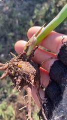 Bulbine cepacea