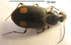 Chlaenius perspicillaris