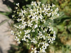 Lepidium draba