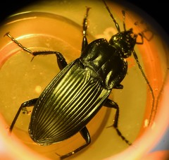 Dicaelus elongatus