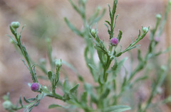Laggera