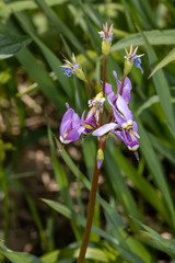 Primula fassettii