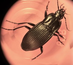 Dicaelus elongatus