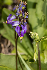Primula fassettii