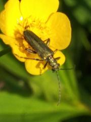 Oedemera nobilis