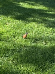 Turdus migratorius