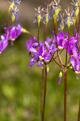 Primula fassettii