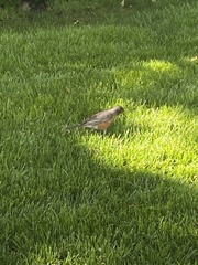 Turdus migratorius