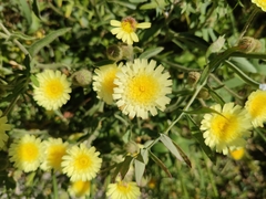 Andryala integrifolia