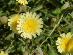 Andryala integrifolia